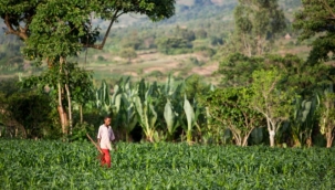 East Africa: Technology Helping East Africa Unlock Agriculture Potential